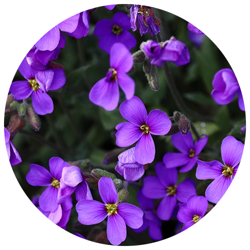 Fűszeres ibolya levél keverék