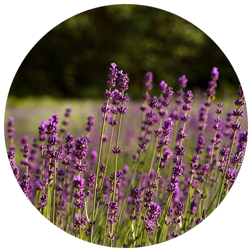 Levendula