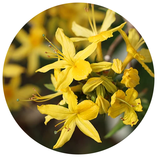 Ylang-ylang